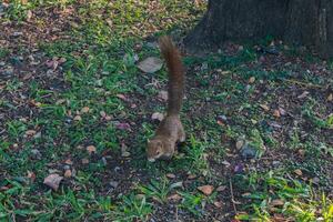 A close up of squirrel on the ground at the park looking for food photo