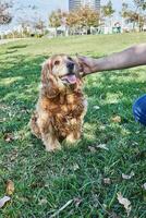 americano cocker spaniel disfrutando un sin prisa caminar en un verde parque con su propietario foto