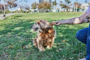 americano cocker spaniel disfrutando un sin prisa caminar en un verde parque con su propietario foto