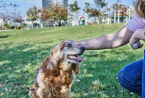 American Cocker Spaniel enjoying a leisurely walk in a green park with his owner photo