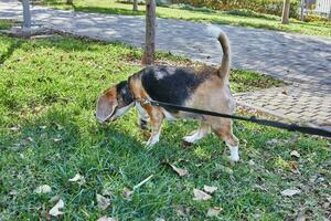 Beagle enjoys a leisurely walk through a green park with his owner photo