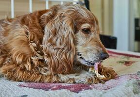 adorable rojo cocker spaniel perro comiendo un de cerdo oído mientras acostado en un cama foto