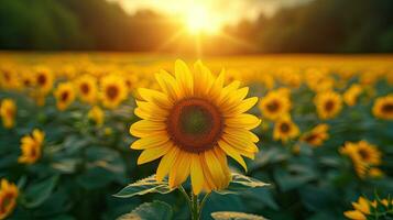 AI generated sunflowers photo