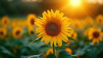 AI generated sunflowers photo