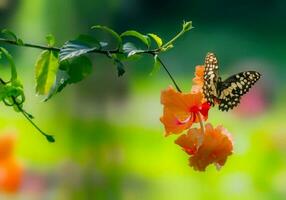 hermosa floreciente flor foto