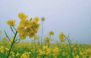 Beautiful blooming flower photo