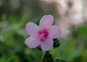 hermosa floreciente flor foto