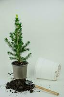 Transplanting a Christmas tree from a small pot to a larger one photo