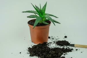 Plant the flower in a pot, pour soil into the home aloe flower. High quality photo