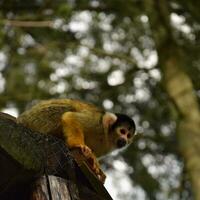 squirrel monkey exploring photo