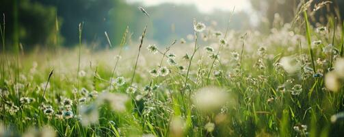 AI generated a large field with grass and flowers behind it photo