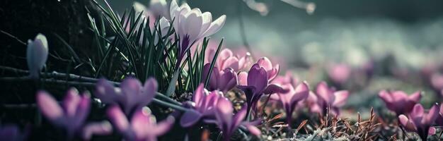 AI generated crocus flowers is bright and pink photo