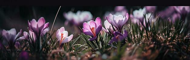 AI generated crocus flowers is bright and pink photo