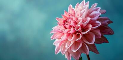 AI generated a pink dahlia flower on blue background photo