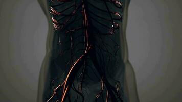 médicamente preciso animación de corazón con vanos y arterias video