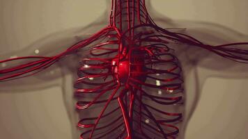 Medically accurate animation of Heart with Vains and arteries video