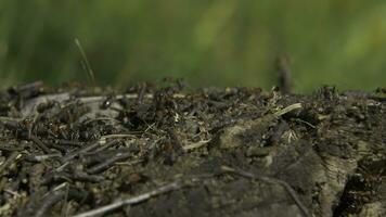 Ants in nature. Teamwork. Black and Red Ants on Wooden Surface with Stones. ants marching on a branch photo