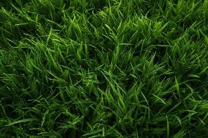 AI generated Green grass texture background. Close up of fresh spring grass top view photo