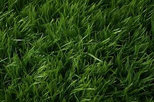 AI generated Green grass texture background. Close up of fresh spring grass top view photo