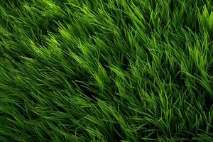 AI generated Green grass texture background. Close up of fresh spring grass top view photo