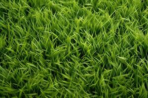 AI generated Green grass texture background. Close up of fresh spring grass top view photo