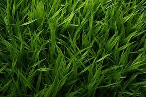 AI generated Green grass texture background. Close up of fresh spring grass top view photo