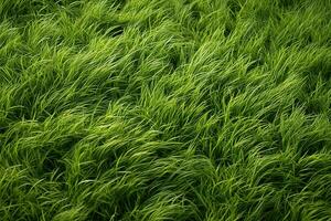 AI generated Green grass texture background. Close up of fresh spring grass top view photo