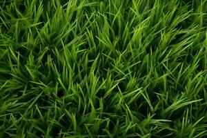 AI generated Green grass texture background. Close up of fresh spring grass top view photo