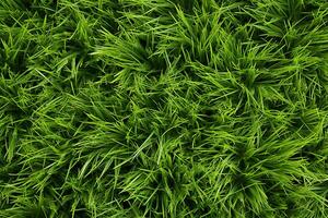 AI generated Green grass texture background. Close up of fresh spring grass top view photo