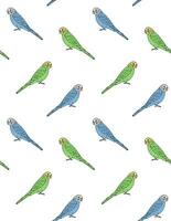 Vector seamless pattern of hand drawn budgie