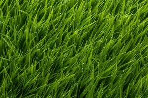 AI generated Green grass texture background. Close up of fresh spring grass top view photo