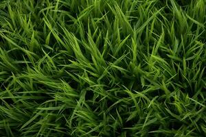 AI generated Green grass texture background. Close up of fresh spring grass top view photo