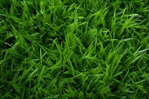 AI generated Green grass texture background. Close up of fresh spring grass top view photo