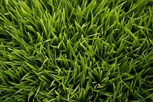 AI generated Green grass texture background. Close up of fresh spring grass top view photo