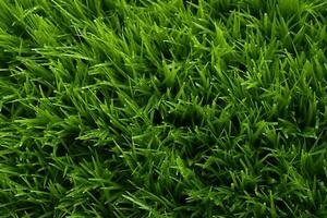 AI generated Green grass texture background. Close up of fresh spring grass top view photo