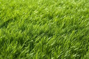 AI generated Green grass texture background. Close up of fresh spring grass top view photo