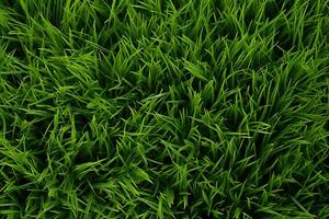 AI generated Green grass texture background. Close up of fresh spring grass top view photo