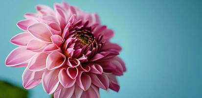 AI generated close up of pink dahlia flower on blue background photo