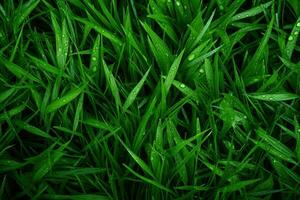 AI generated Green grass texture background. Close up of fresh spring grass top view photo