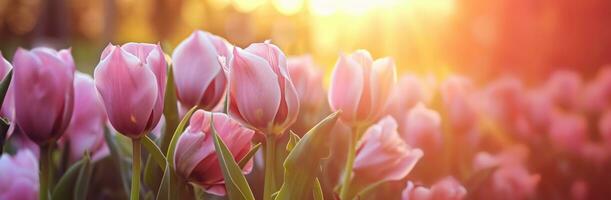 AI generated pink tulips with warm sunshine at sunrise backgrounds background design photo