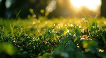 AI generated shamrocks on the grass on a sunny background photo