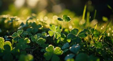 AI generated shamrocks on the grass on a sunny background photo