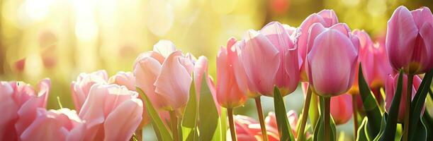 ai generado rosado tulipanes con calentar Brillo Solar a amanecer antecedentes antecedentes diseño foto