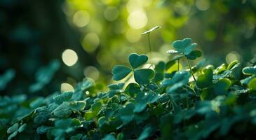 AI generated shamrock leaves on green background with bokeh photo