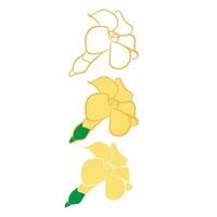 Hawaii  hand drawing doodle Puakenikeni flower drawing plant vector