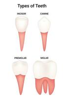 tipos de dientes Ciencias diseño vector ilustración