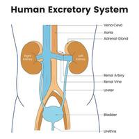 humano excretorio sistema Ciencias diseño vector ilustración diagrama