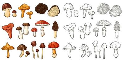 Edible and inedible mushrooms collection in line art style. Set of colorful and monochrome mushrooms. Perfect for recipe, menu, label, icon, packaging. Vector illustration isolated on a white