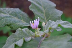 planta de terong ungu, o solanácea melongena. hojas, flor Fruta y planta de berenjena, naturaleza antecedentes hojas. foto