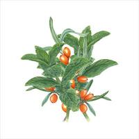 Composition with sprigs of mint and sea buckthorn. Fragrant greens and juicy orange berries. vector